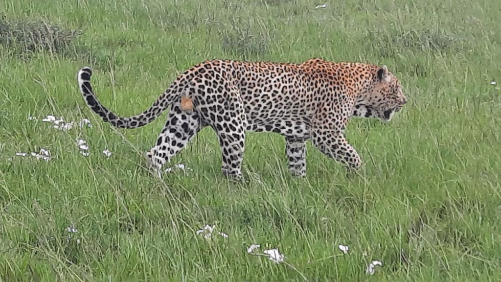12 Days Kenya and Tanzania Safari