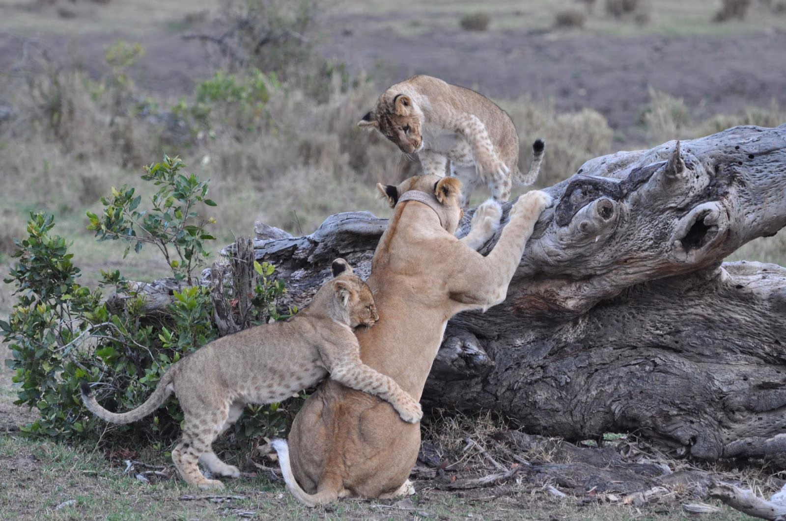 Kenya Safari