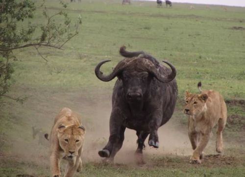 5-DAY KENYA SAFARI