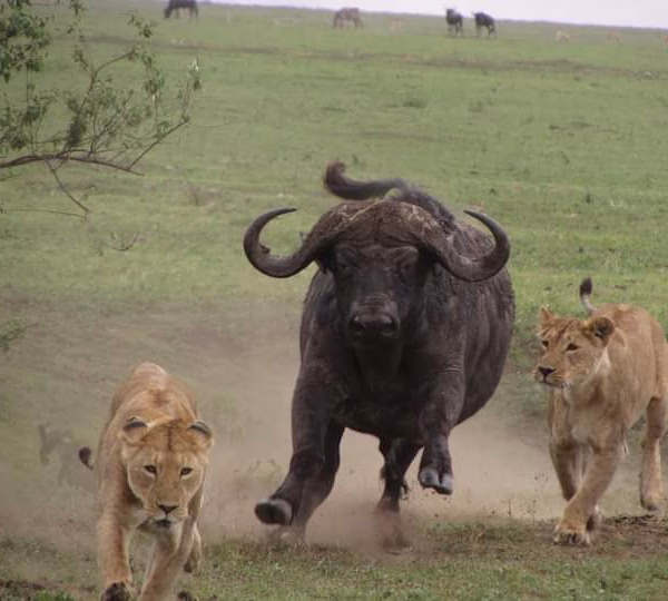 Buffalo - Safari in Kenya