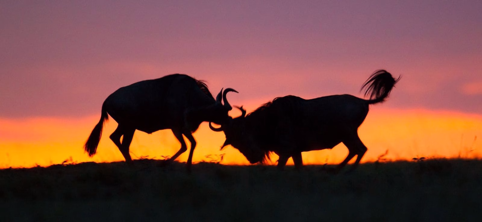 Buffalo
