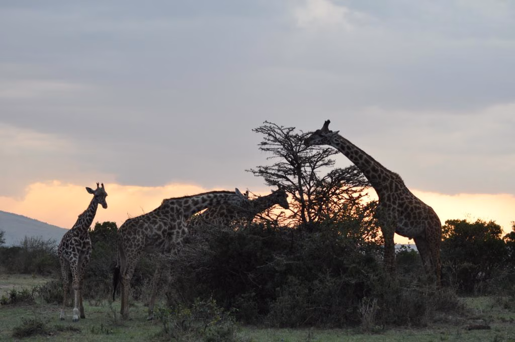 Safari