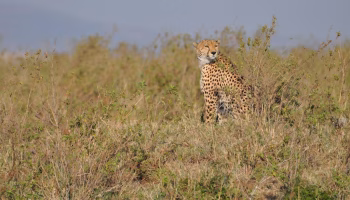 Top 10 Wildlife Species to Spot on Your Kenya and Tanzania Safari