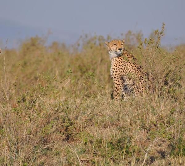 Cheetah on Safari