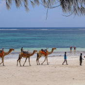 DIANI P