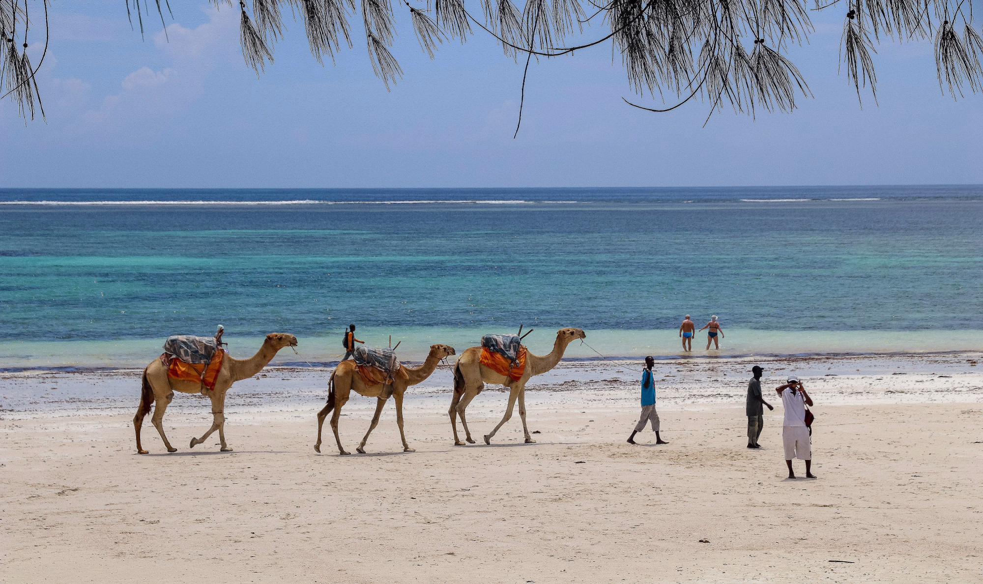 DIANI P